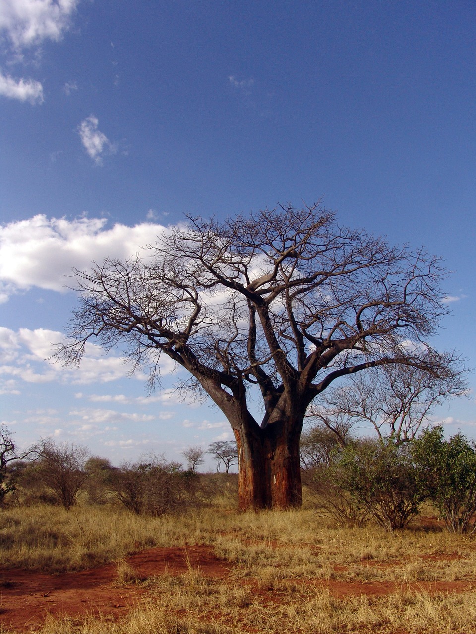 baobab africa baobab dino free photo
