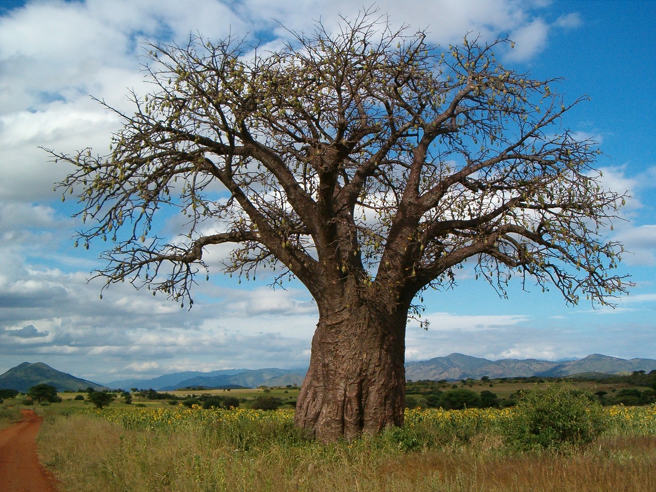 baobab wood tanzania free photo