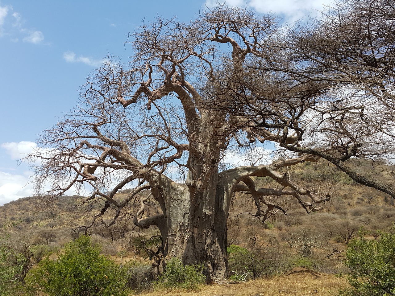 baobab africa tanzania free photo