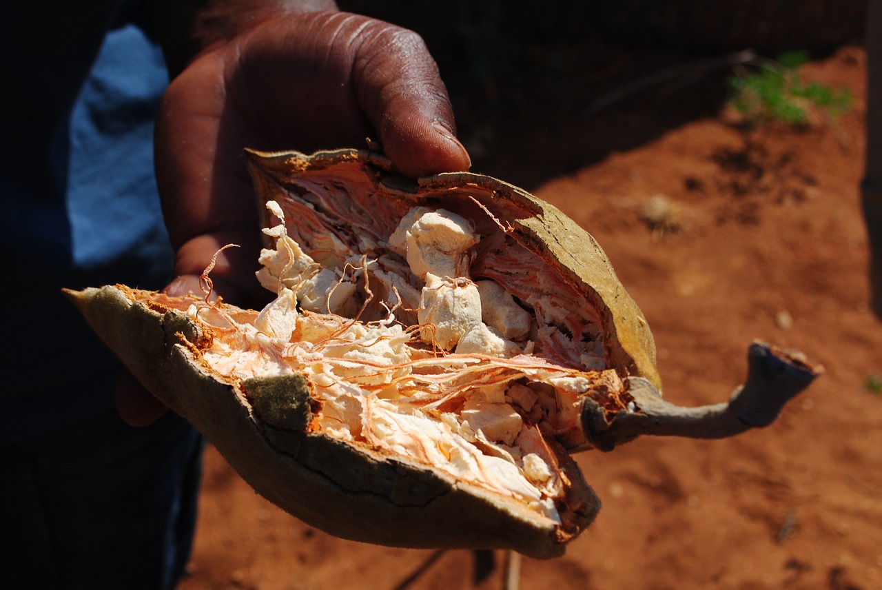 baobab fruit baobab fruit free photo