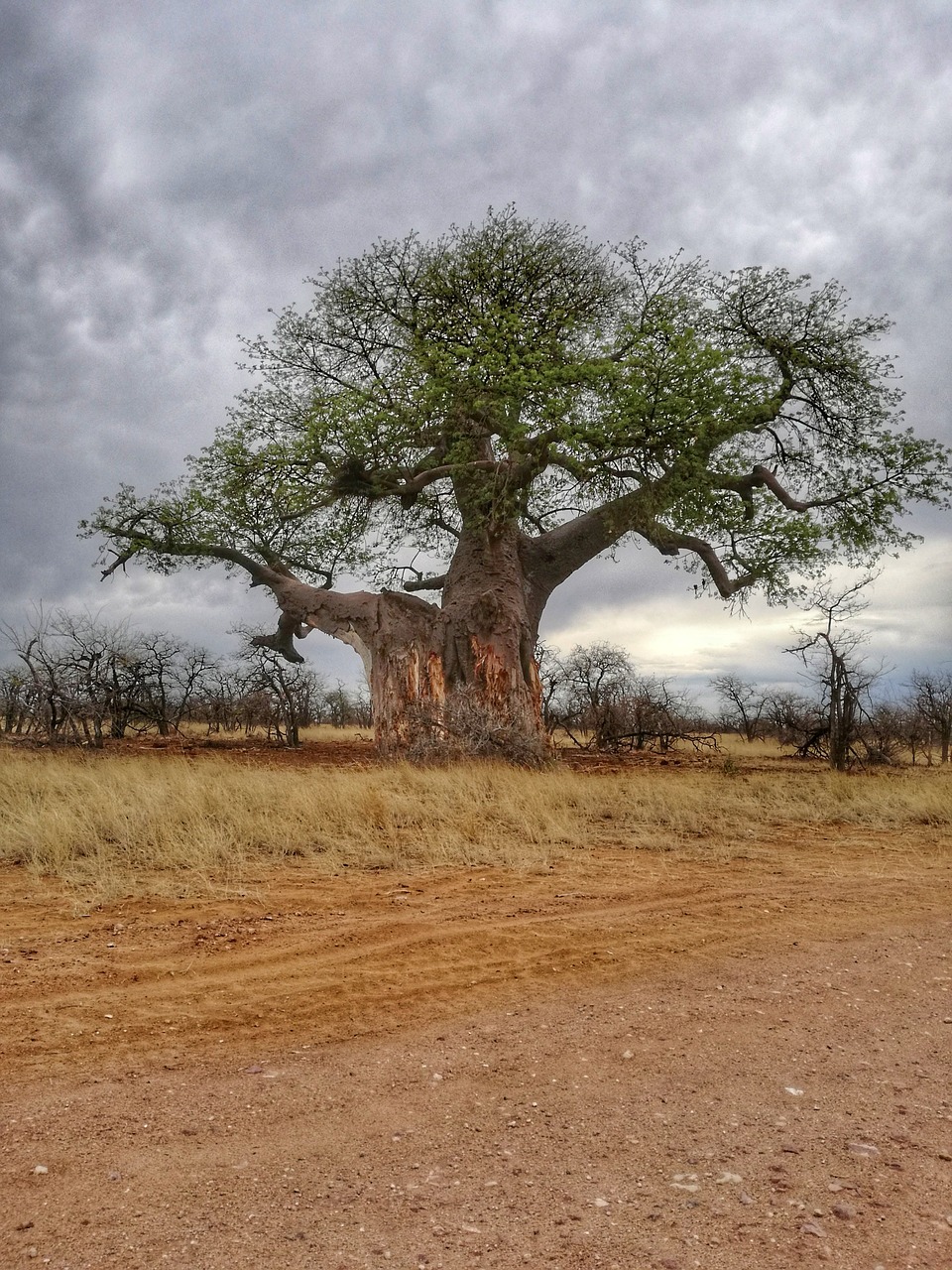 baobab tree africa free photo