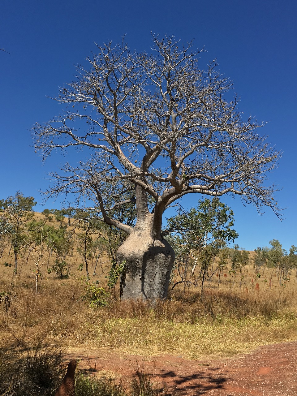 baobab tree australia free photo