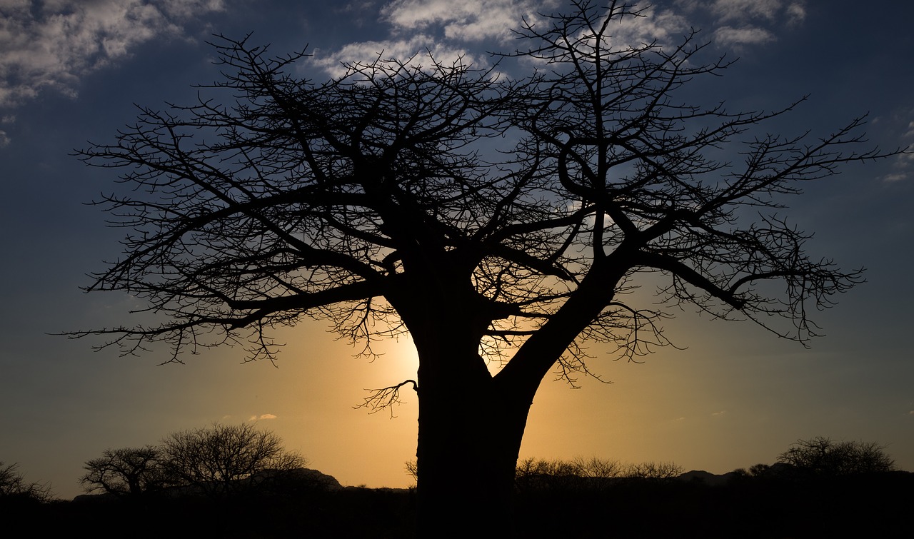 baobab sunset africa free photo