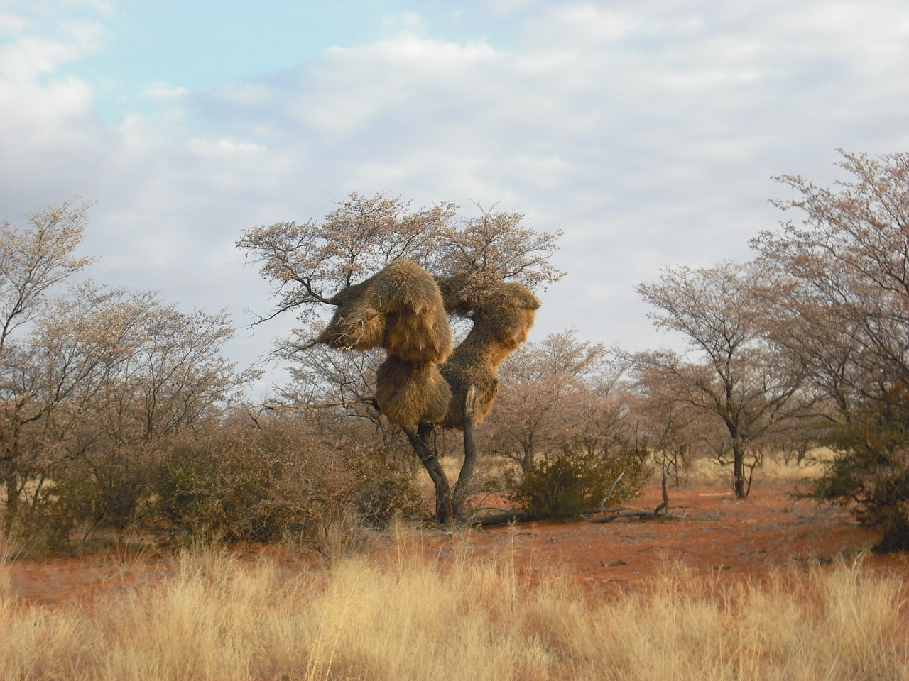 baobab african tree free photo