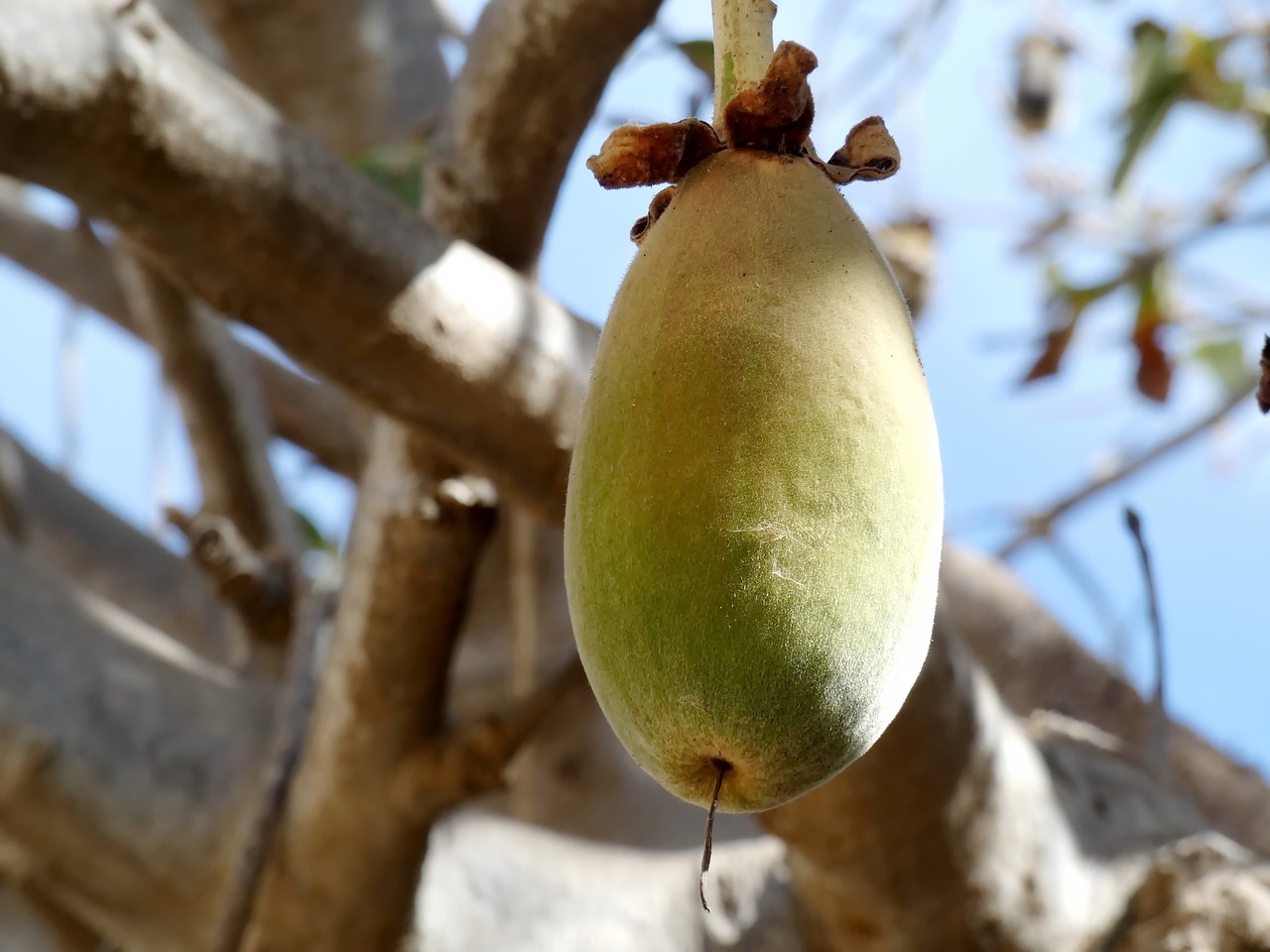 baobab  fruit  bread-of-monkey free photo