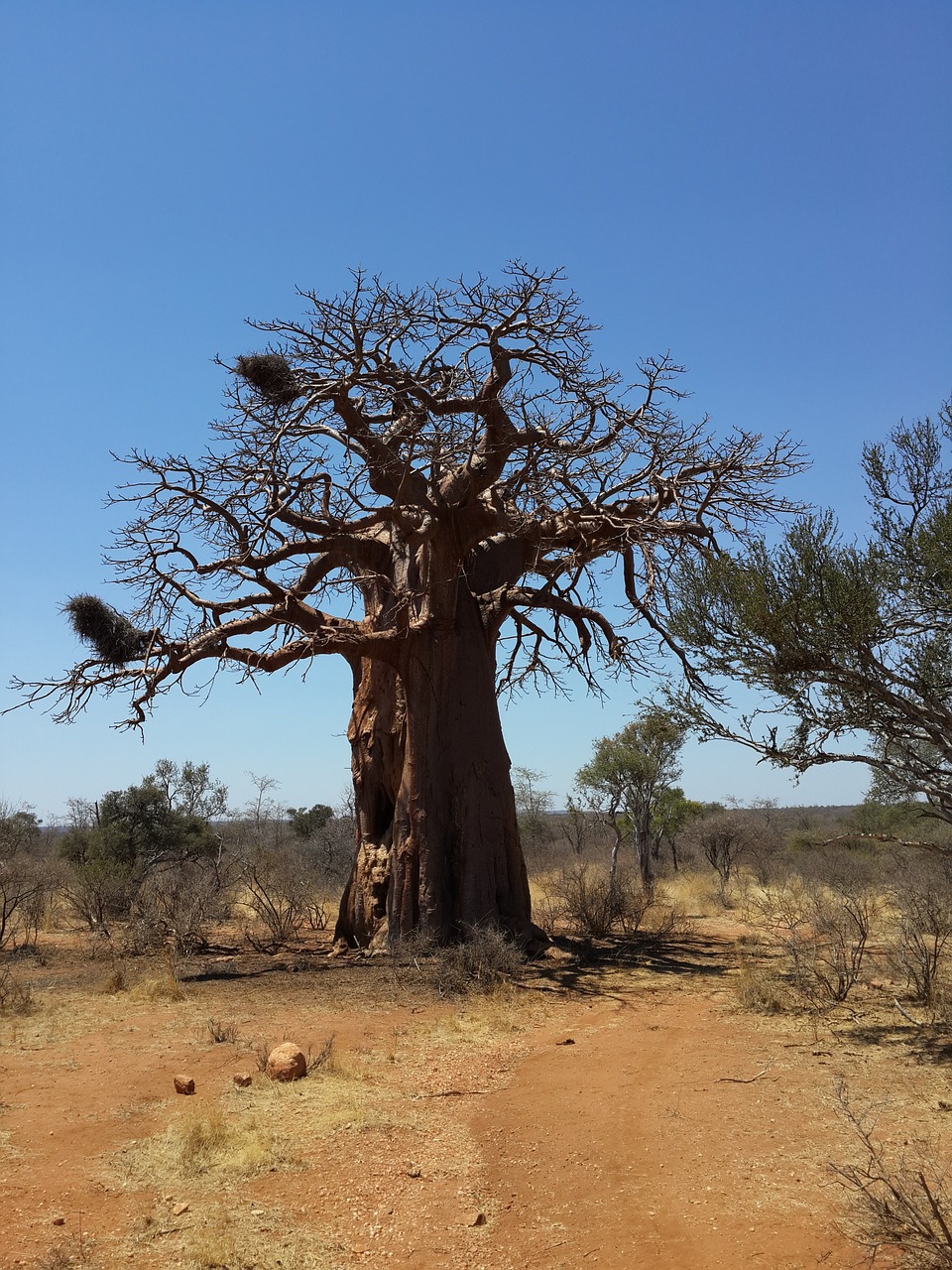 baobab tree african bush free photo