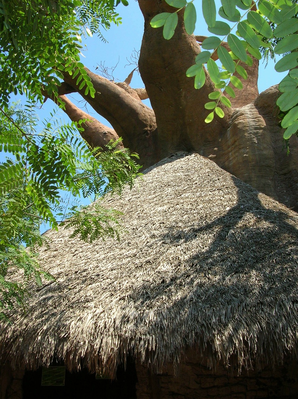baobab tree crooked free photo