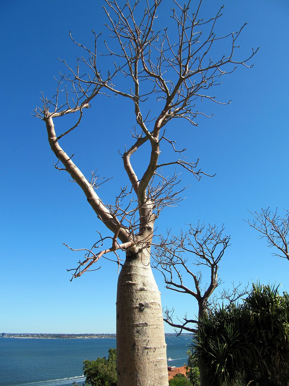 baobab tree perth free photo