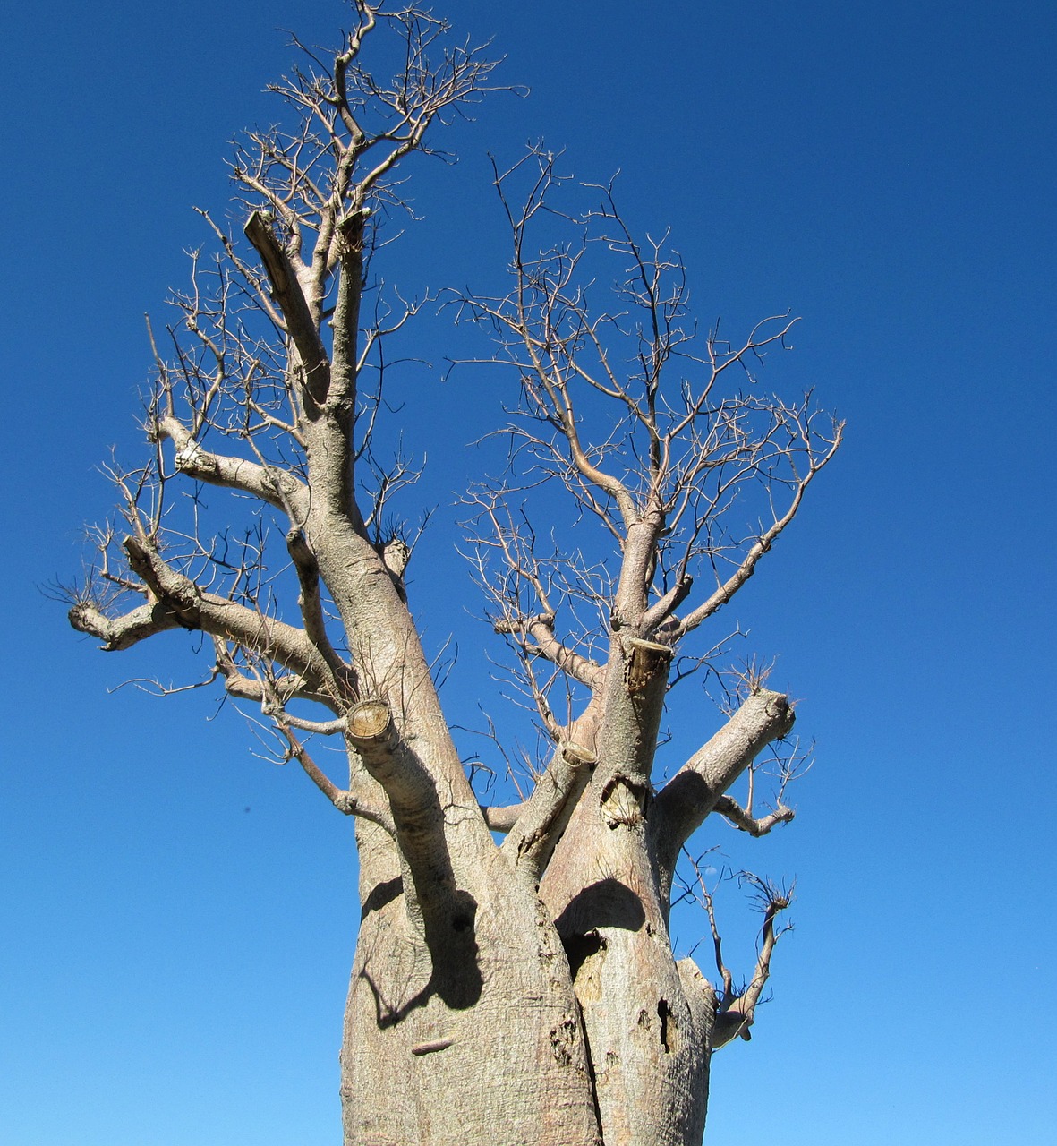 baobab perth kings park free photo