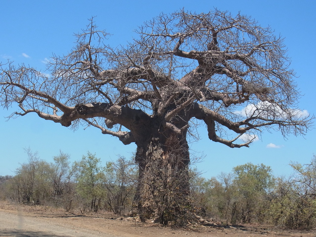 baobab tree africa free photo