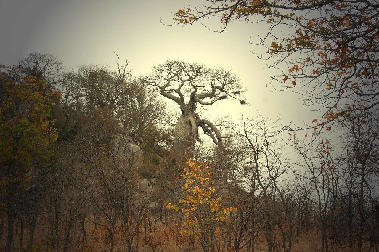 baobab tree africa tree free photo