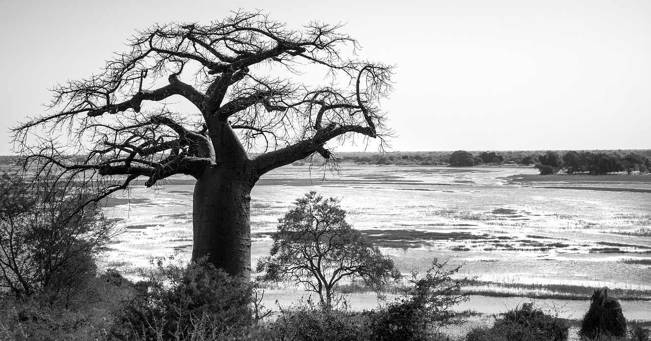 baobab tree tree silhouetted free photo