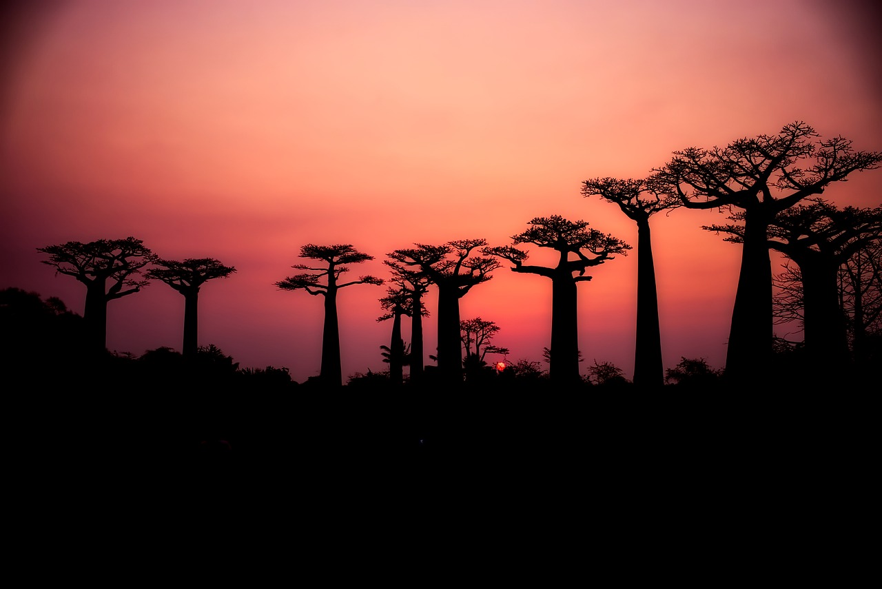 baobabs trees silhouette free photo