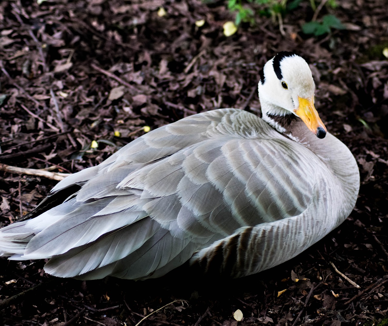 bar-headed goose bird goose free photo