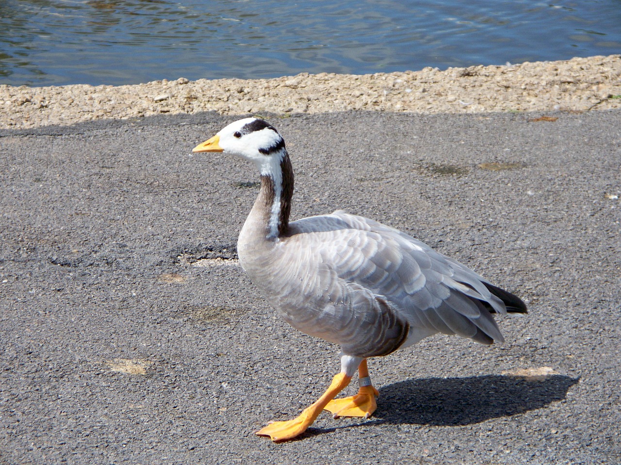 bar-headed goose goose anser indicus free photo