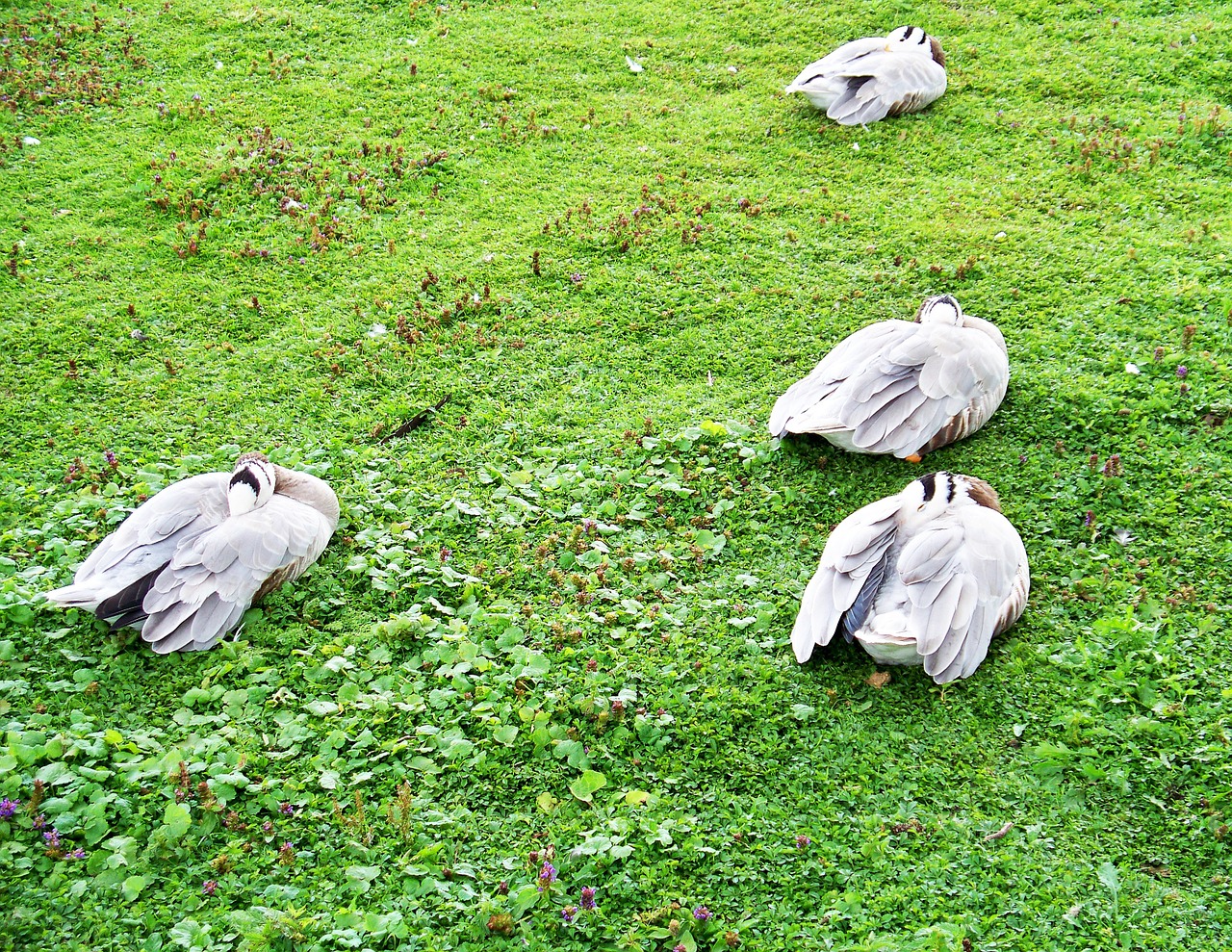 bar-headed goose goose anser indicus free photo