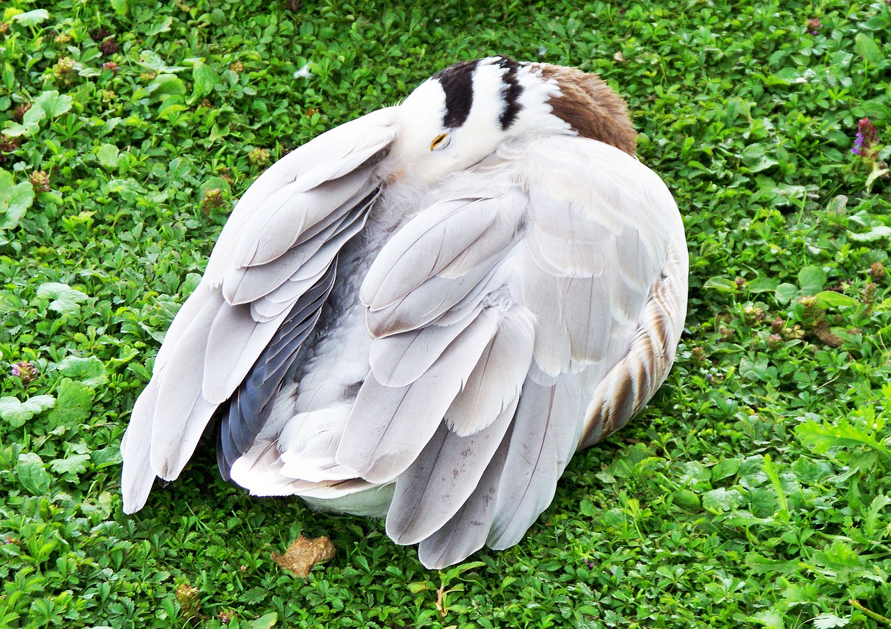 bar-headed goose goose anser indicus free photo