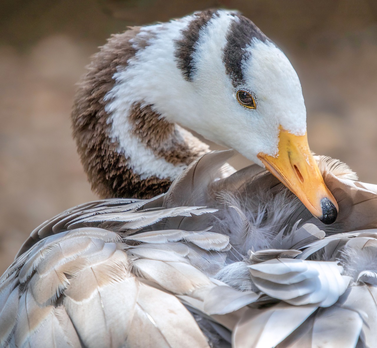 bar-headed-goose  goose  pattern free photo