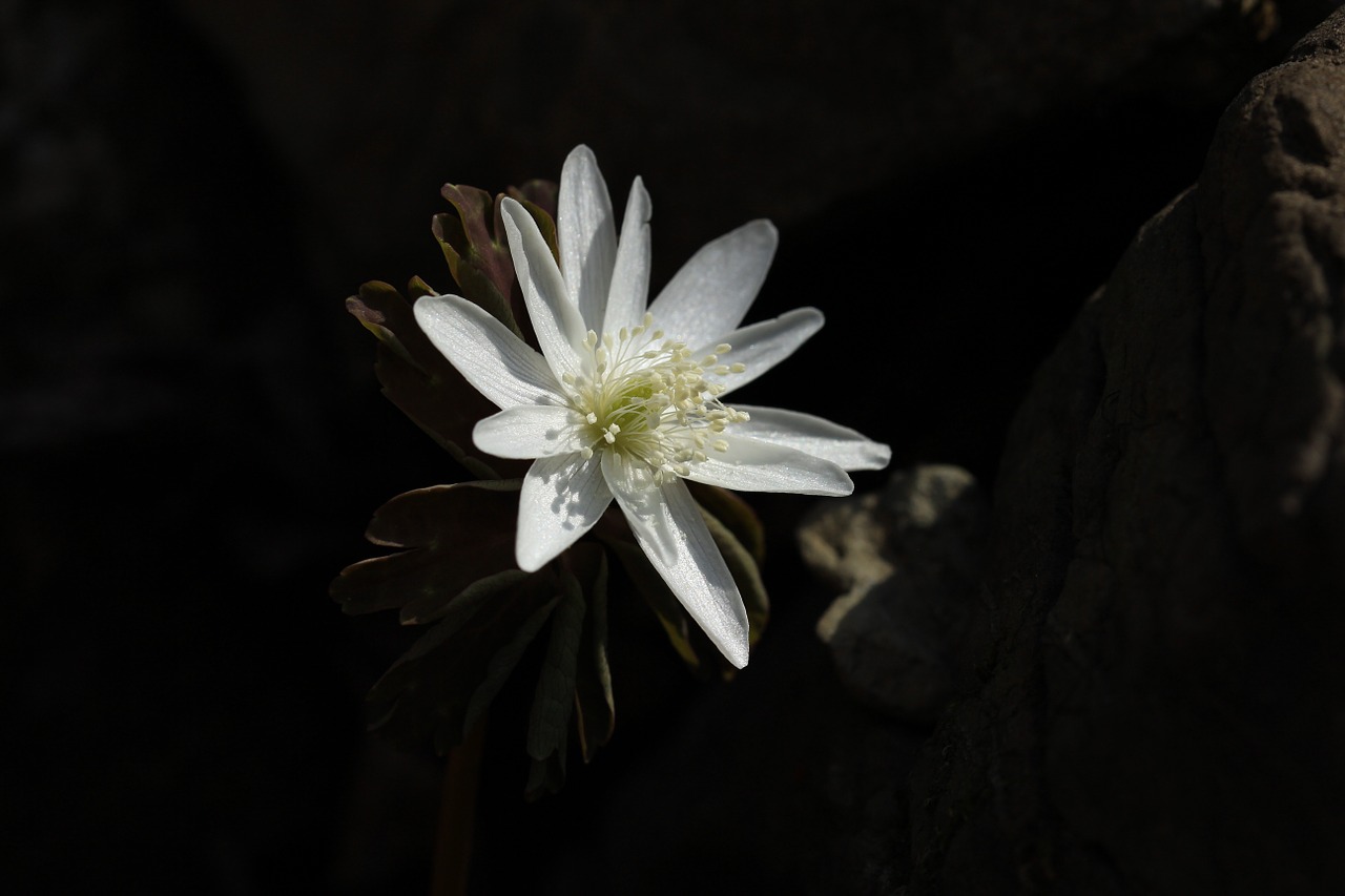 baram flower floral plant free photo