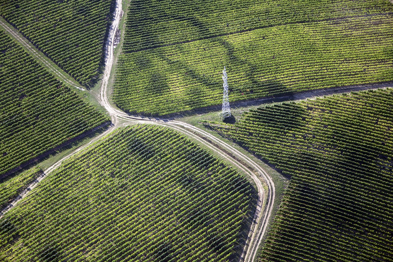 baranya villány grape free photo