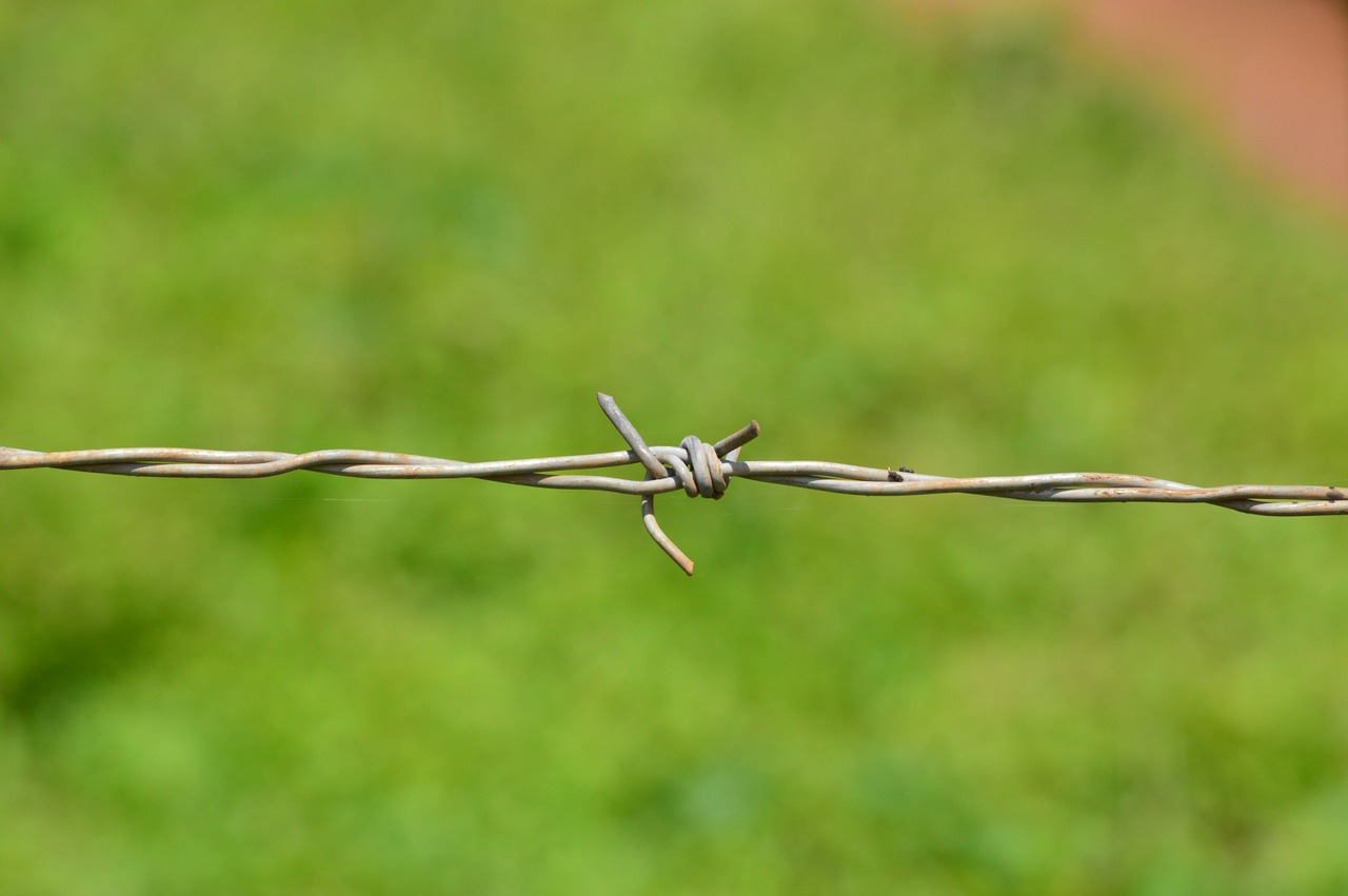 barb wire barbed free photo