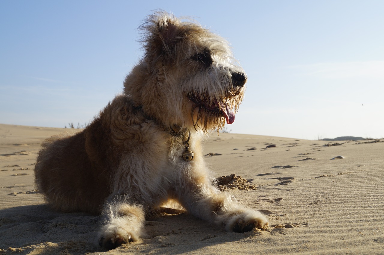 barbado da terceira dog portugal free photo