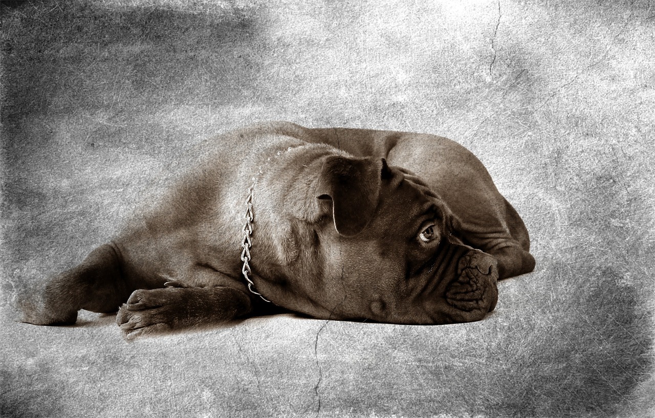 barbara de bordeaux dogue de bordeaux dog free photo