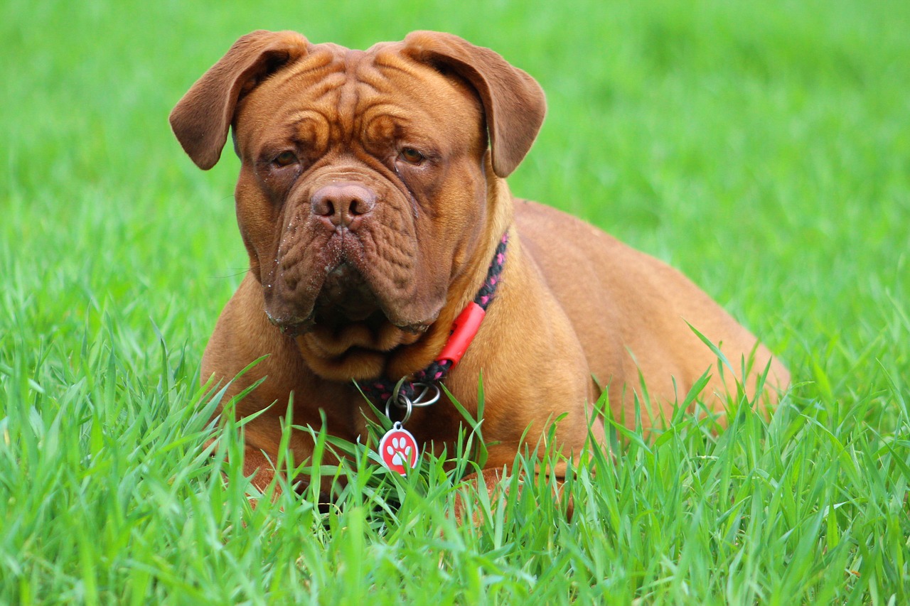 barbara de bordeaux dogue de bordeaux dog free photo