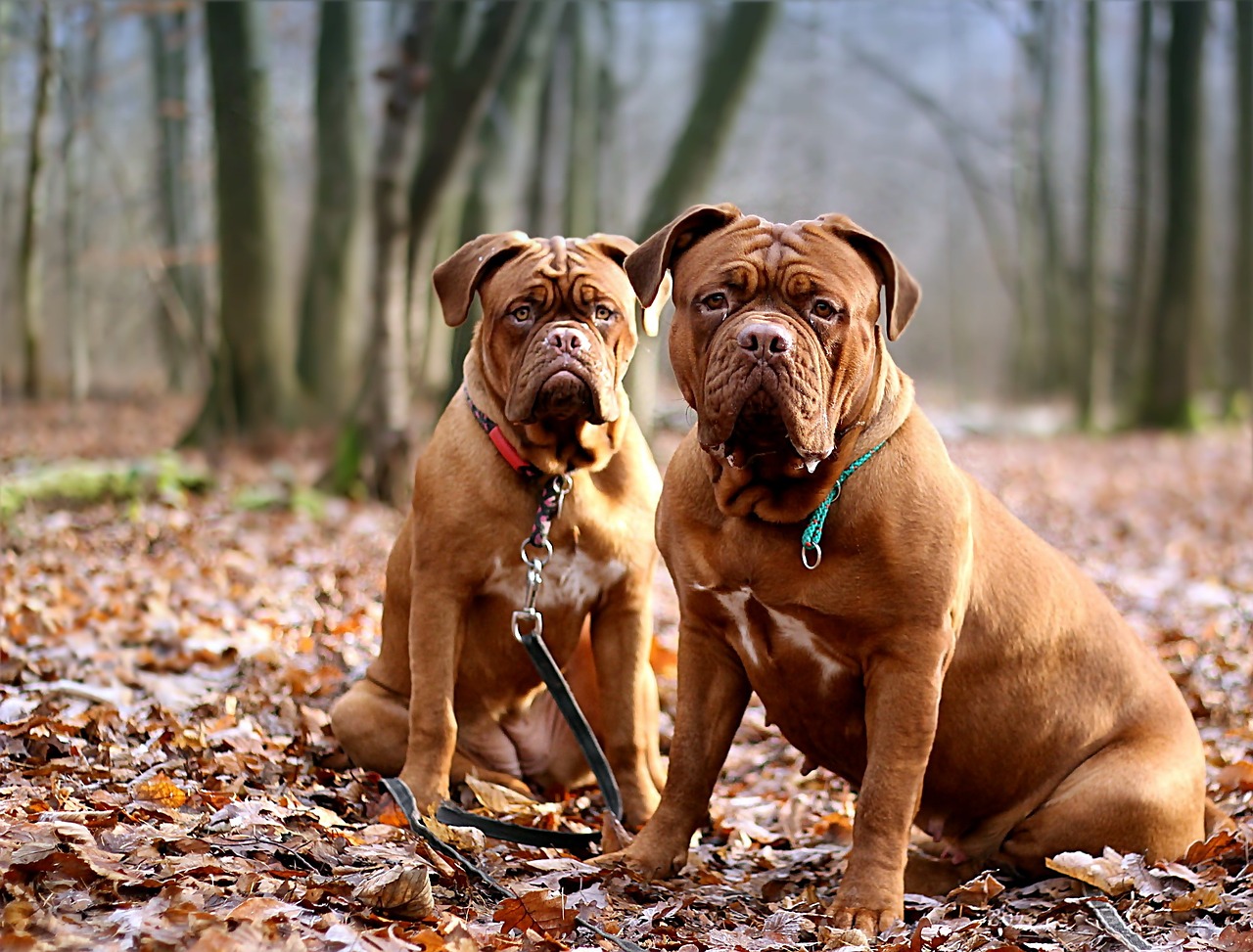 barbara de bordeaux dogue de bordeaux dog free photo