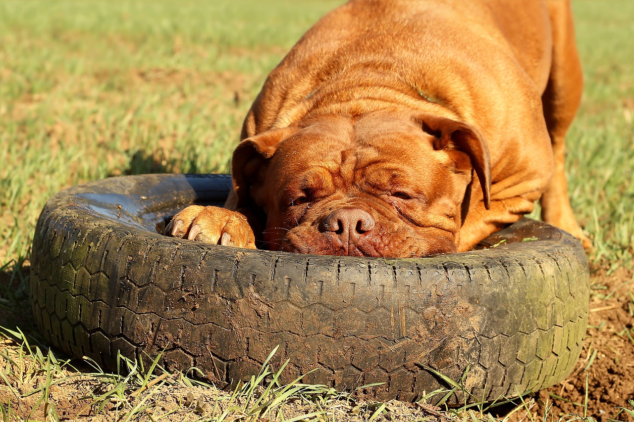 barbara de bordeaux dogue de bordeaux dog free photo