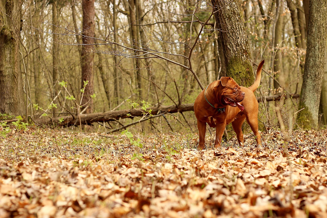 barbara de bordeaux dogue de bordeaux dog free photo