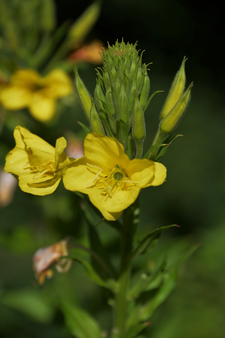 barbara herb blossom bloom free photo