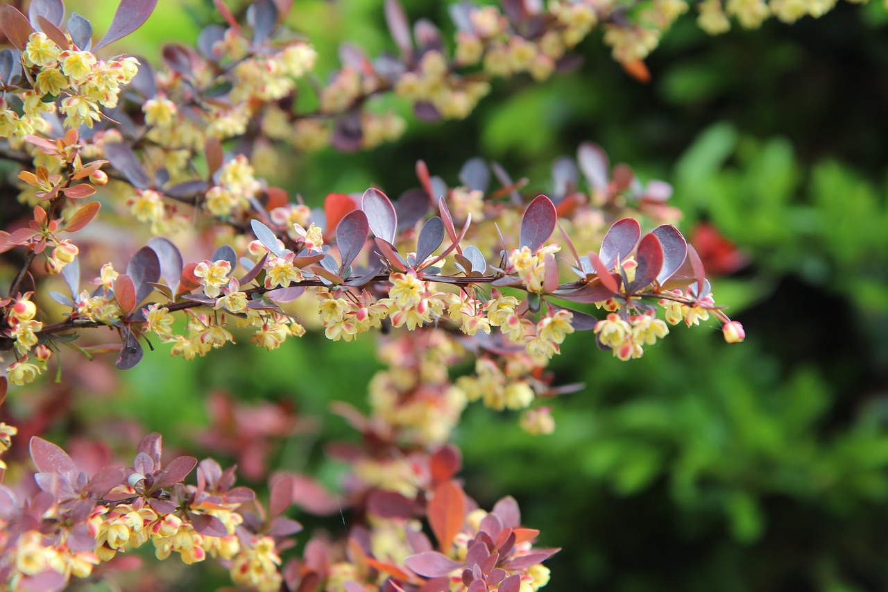 barbary  thorn  flowers of barbary free photo