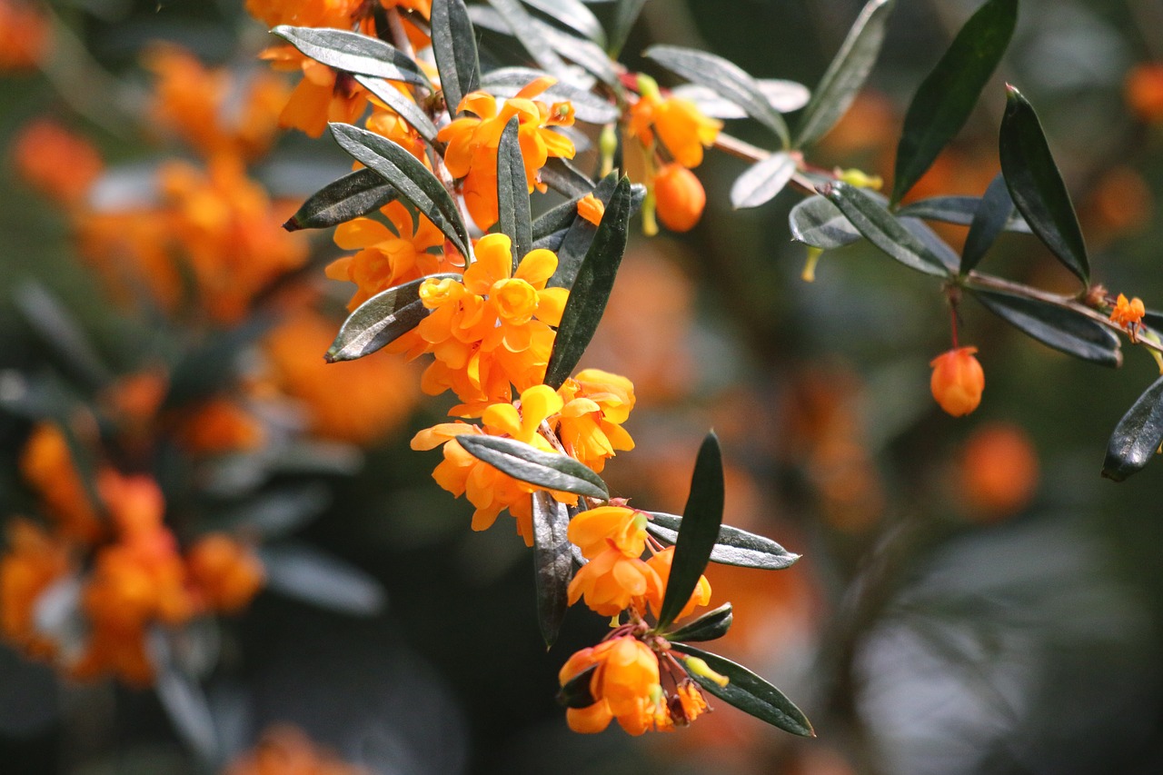 barbary  orange  shrub free photo