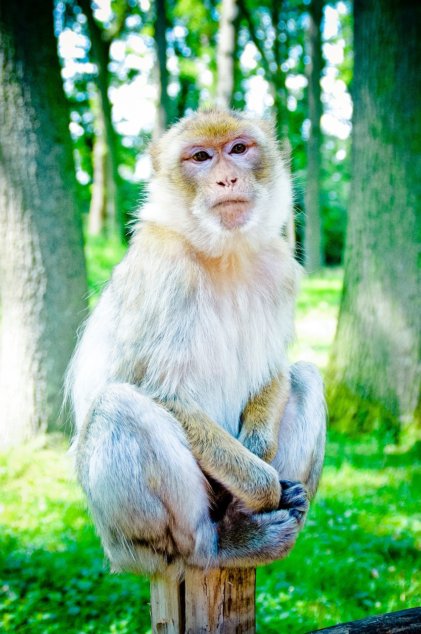 barbary ape mahogany makake free photo
