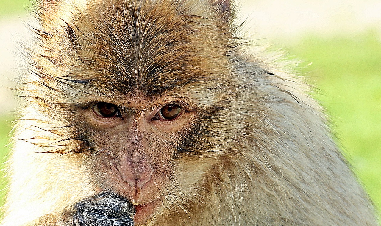 barbary ape monkey primate free photo