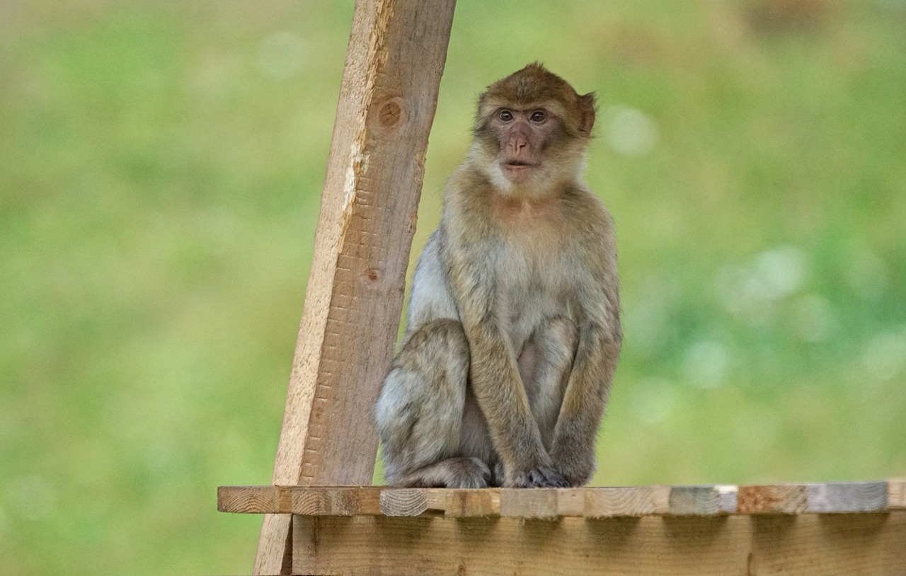 barbary ape old world monkey primates free photo