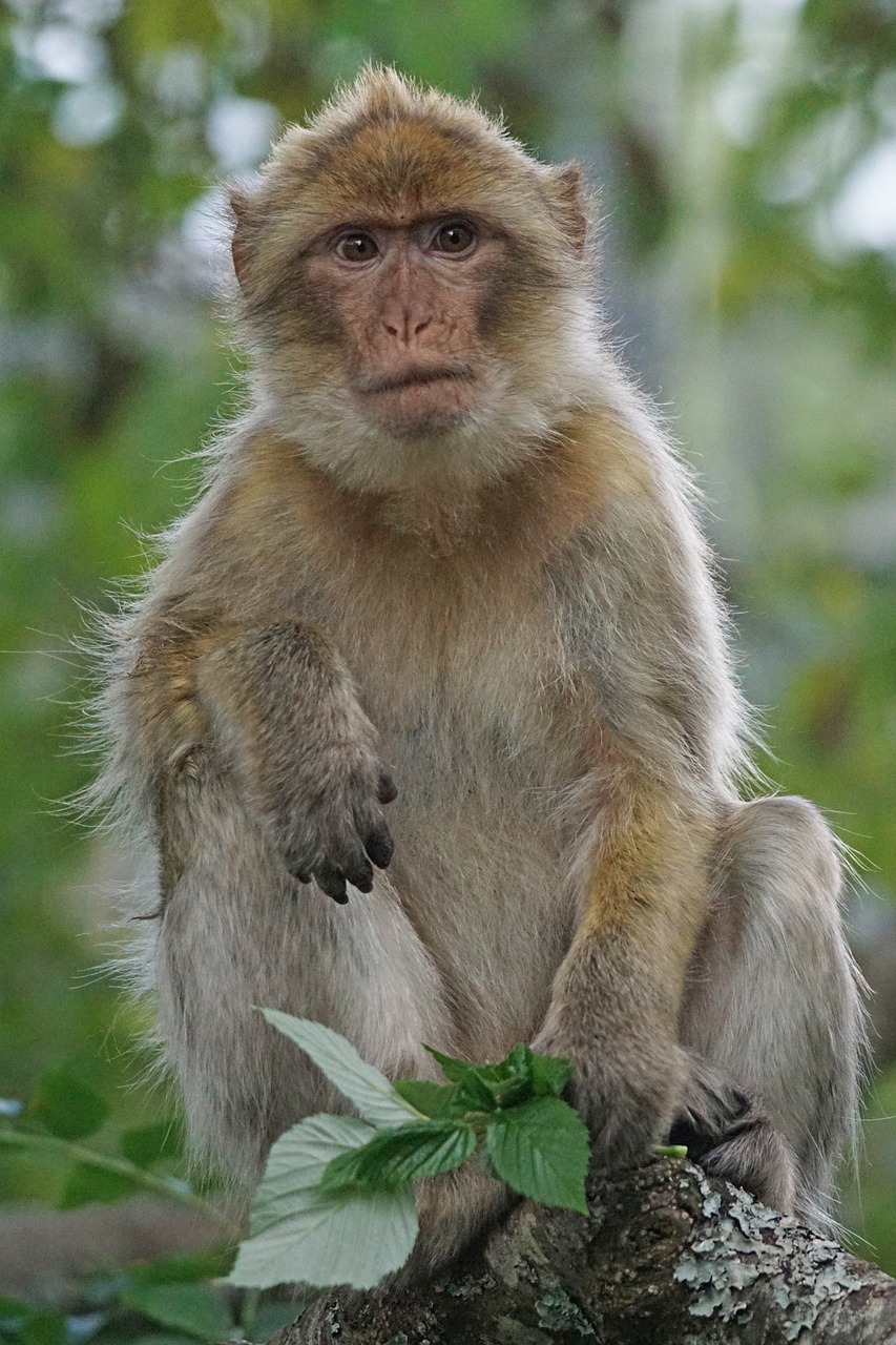barbary ape old world monkey primates free photo