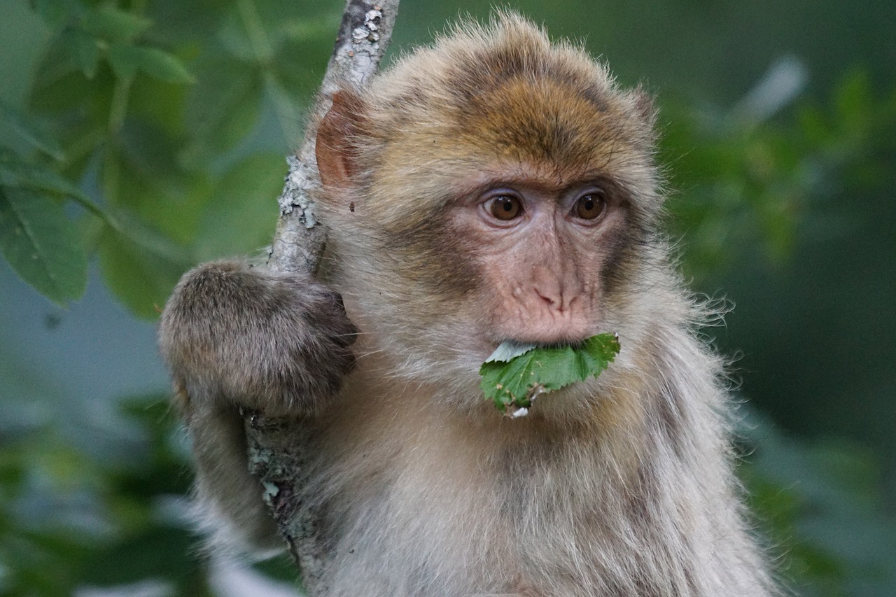 barbary ape old world monkey primates free photo