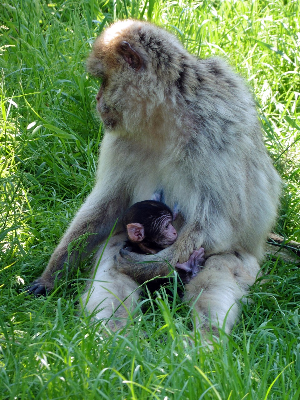 barbary ape monkey animal free photo