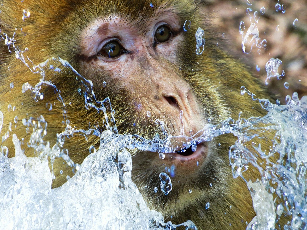 barbary ape monkey monkey portrait free photo