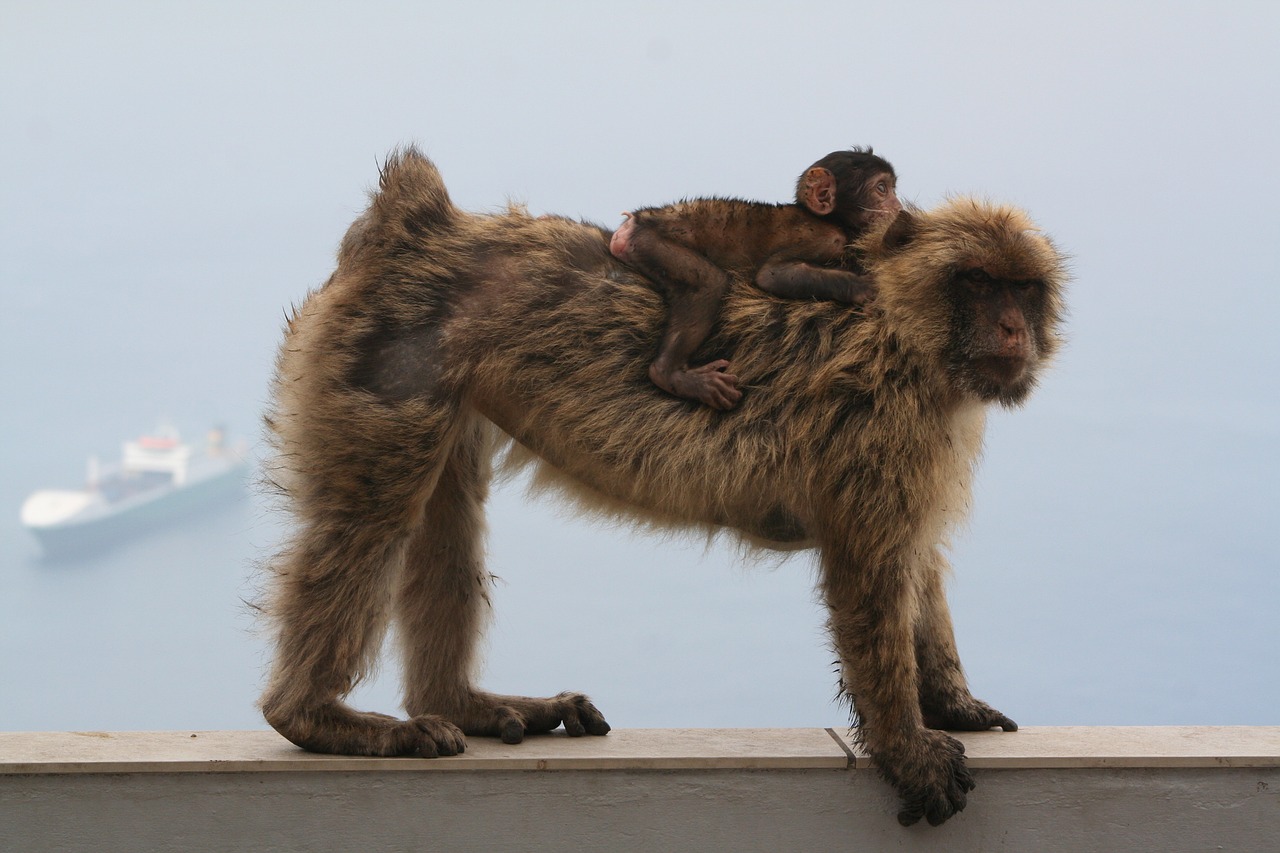 barbary ape gibraltar monkey free photo