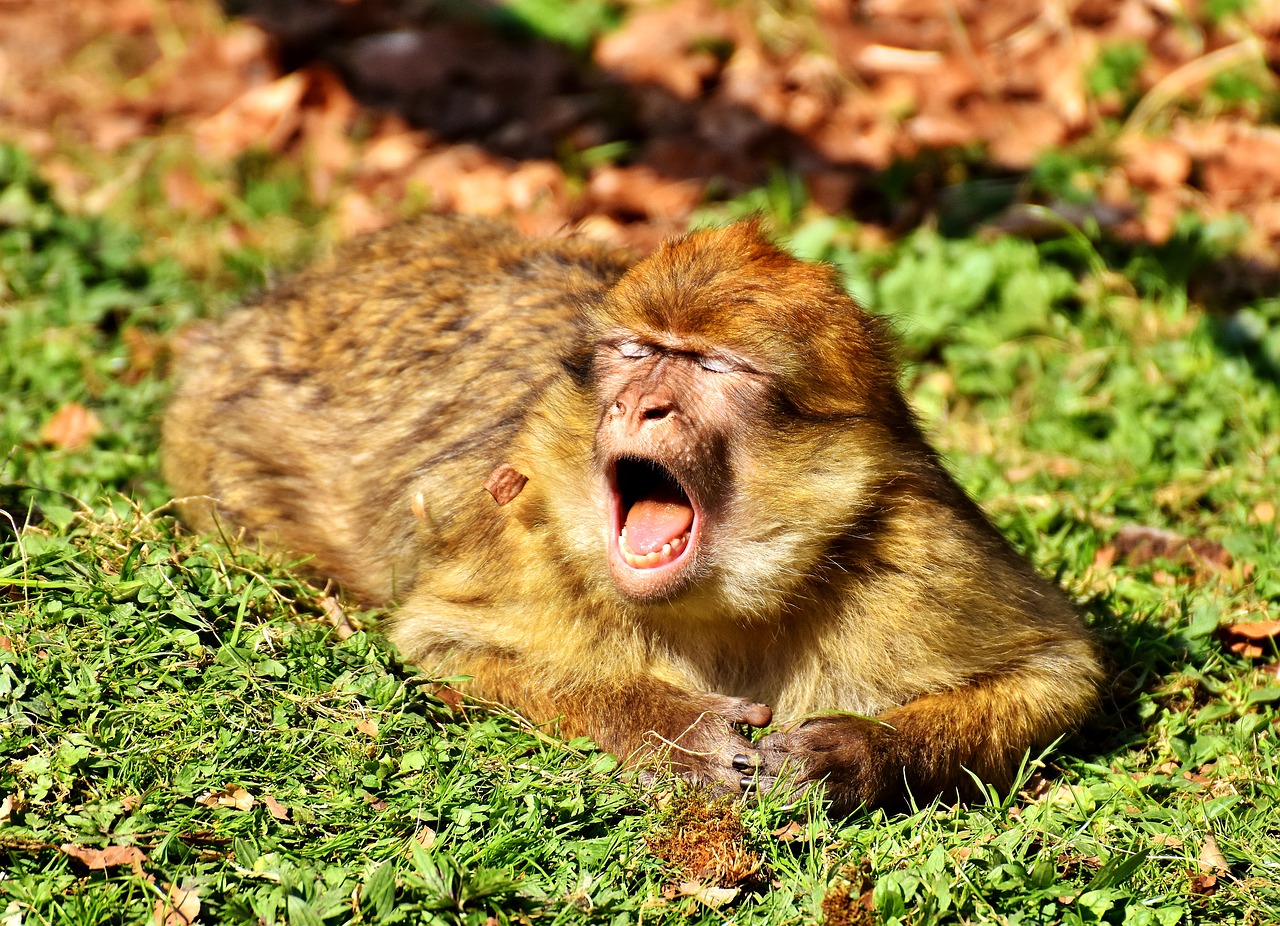 barbary ape yawn cute free photo