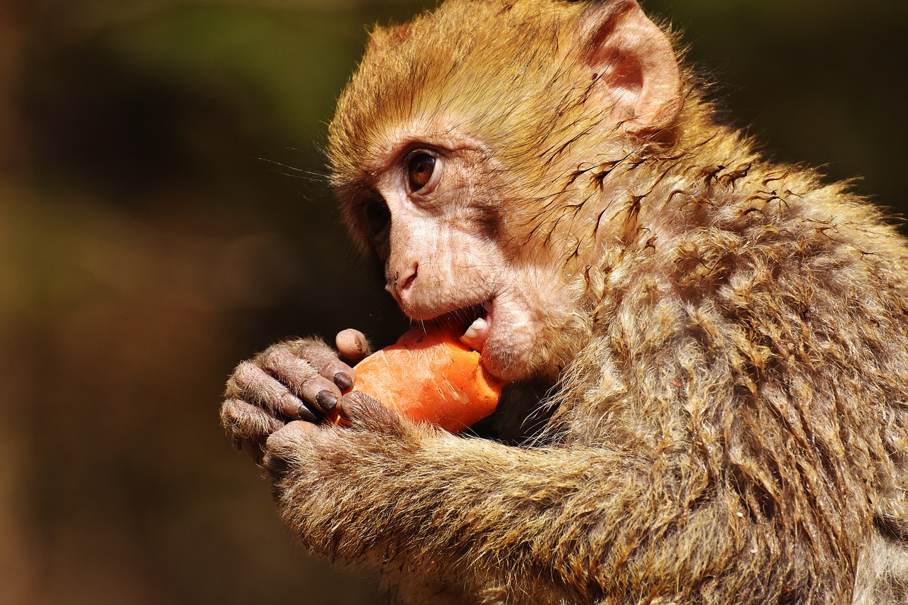 barbary ape eat carrot free photo