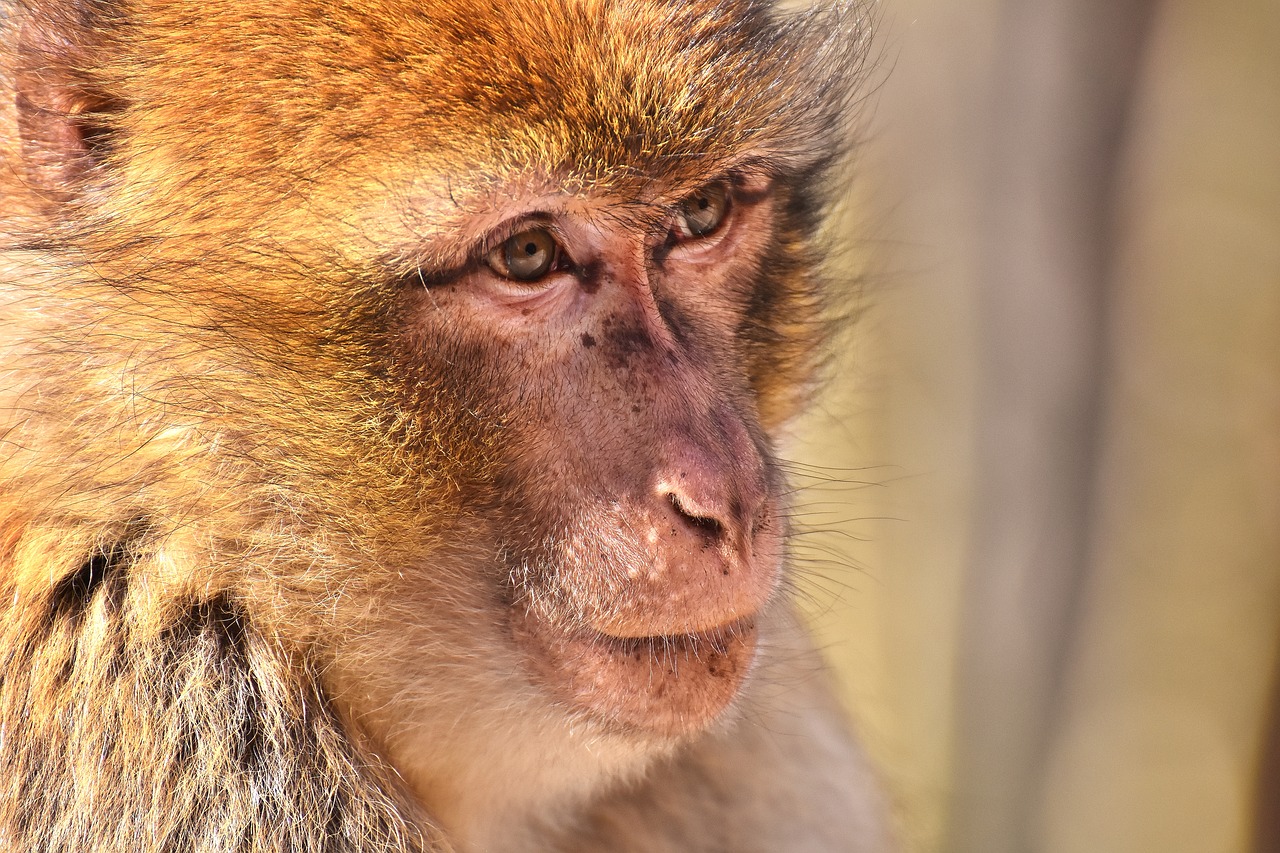 barbary ape endangered species portrait free photo