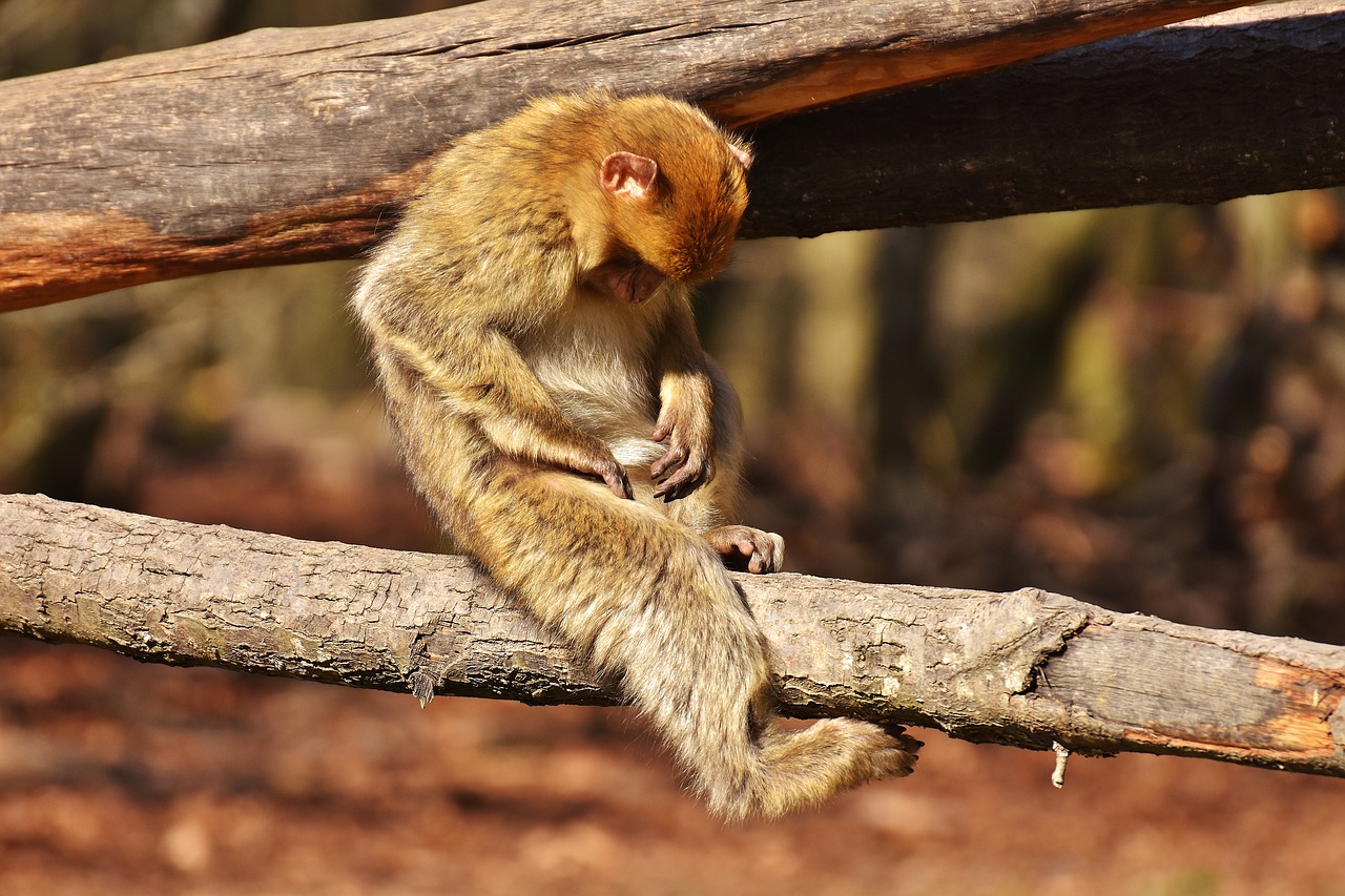 barbary ape endangered species cute free photo