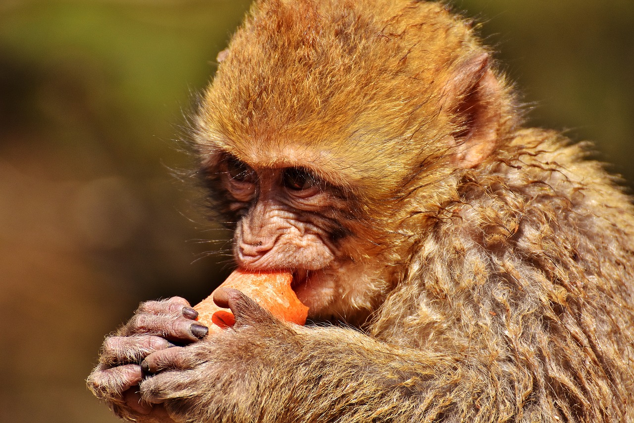 barbary ape eat carrot free photo