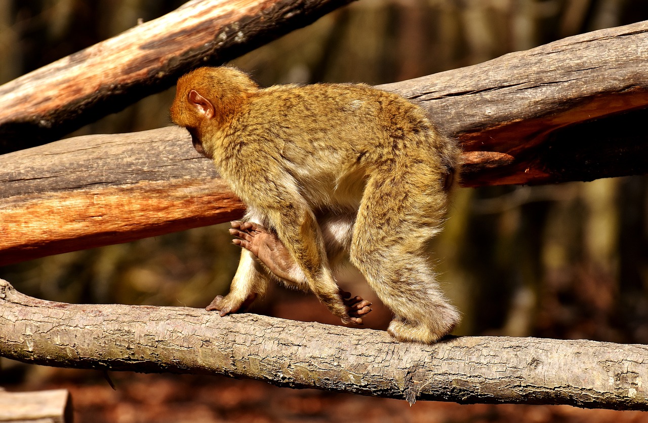 barbary ape play cute free photo