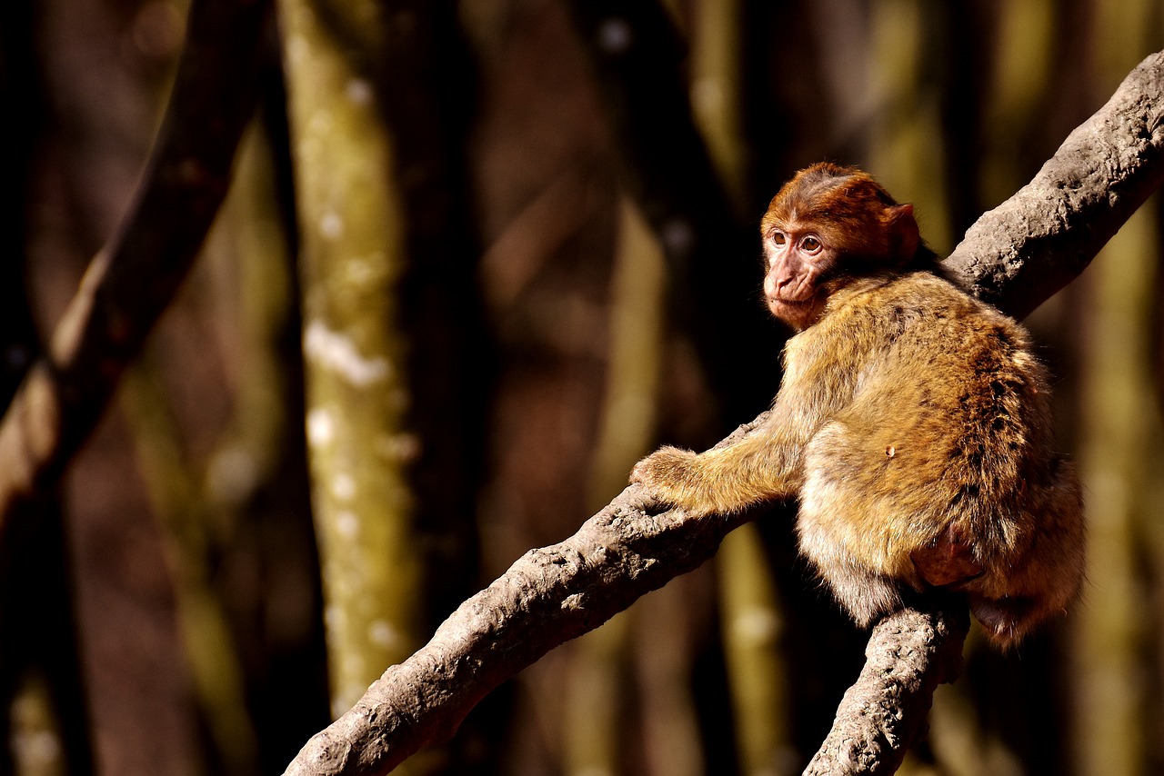 barbary ape play cute free photo