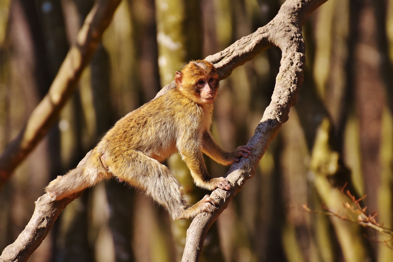 barbary ape play cute free photo